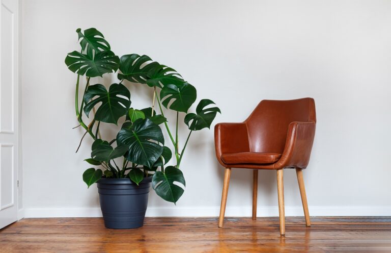 15 Pet-Friendly Plants Perfect for Homes With Cats and Dogs