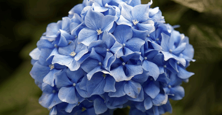 18 Stunning Blue Flowers to Brighten Up Your Landscape