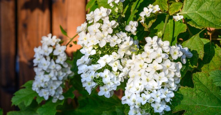 17 Lovely Hydrangea Varieties Perfect for Your Garden