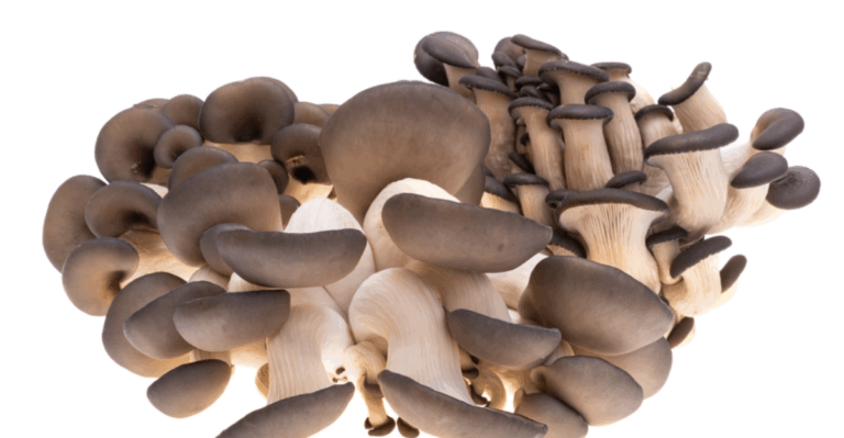 16 Easy-to-Grow Mushrooms You Can Cultivate at Home