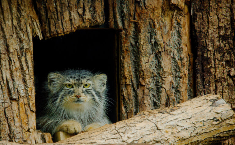 15 Rare Nocturnal Animals You Can Encounter While Traveling