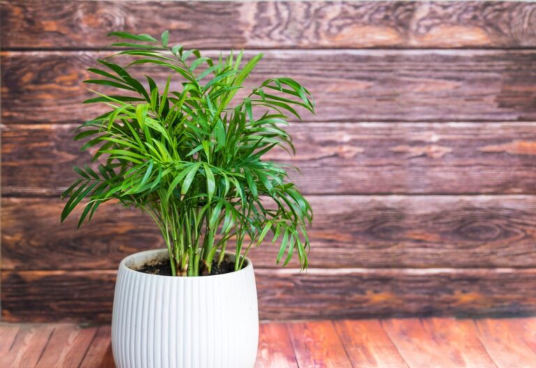 10 Indoor Trees That Make a Room Feel More Relaxed