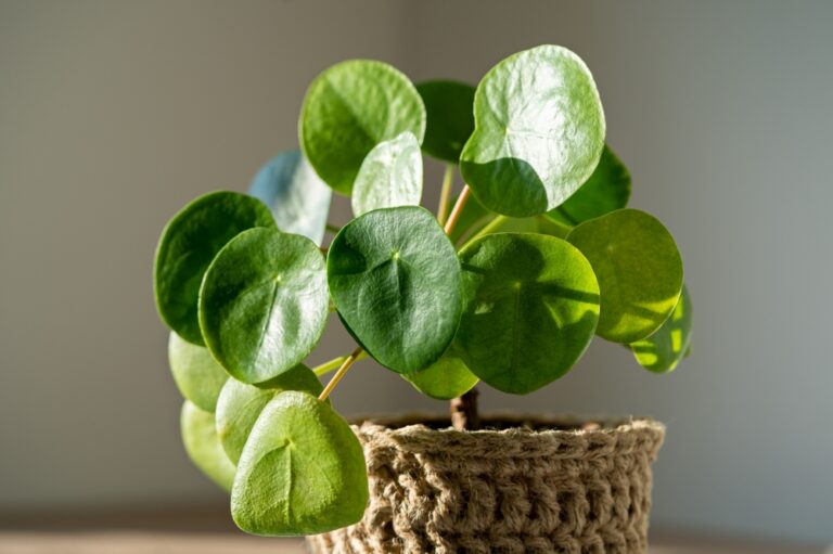 14 Plants That Grow Well in Dry Heated Homes