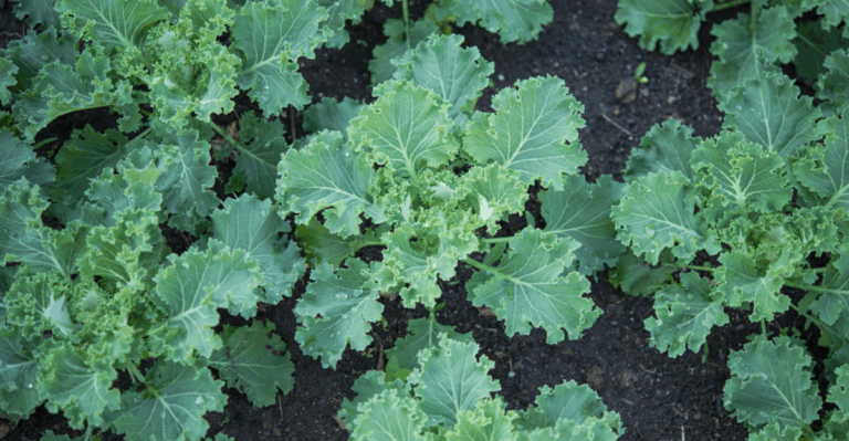 19 Low-Maintenance Veggies You Can Plant and Forget