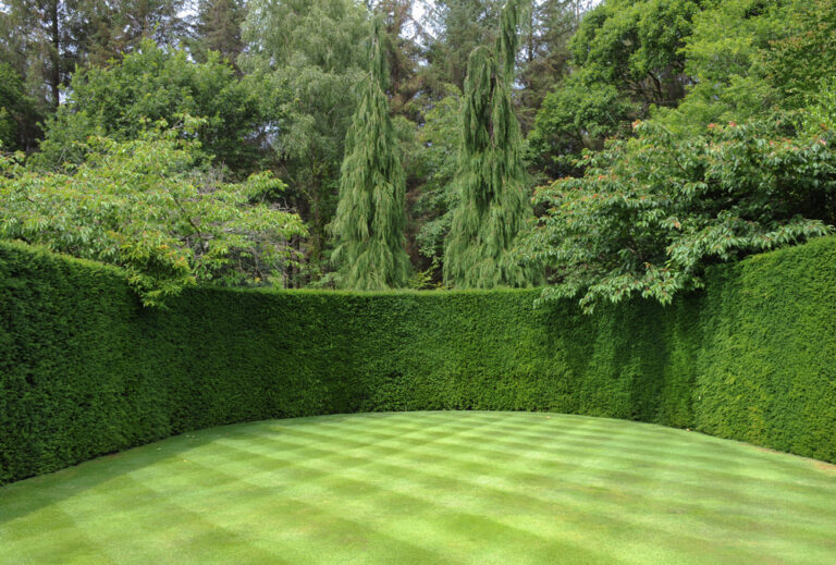 11 Plants That Double as Natural Privacy Screens