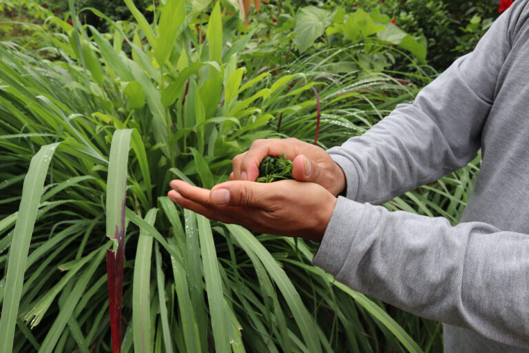 13 Plants That Help Keep Mosquitoes and Pests Away