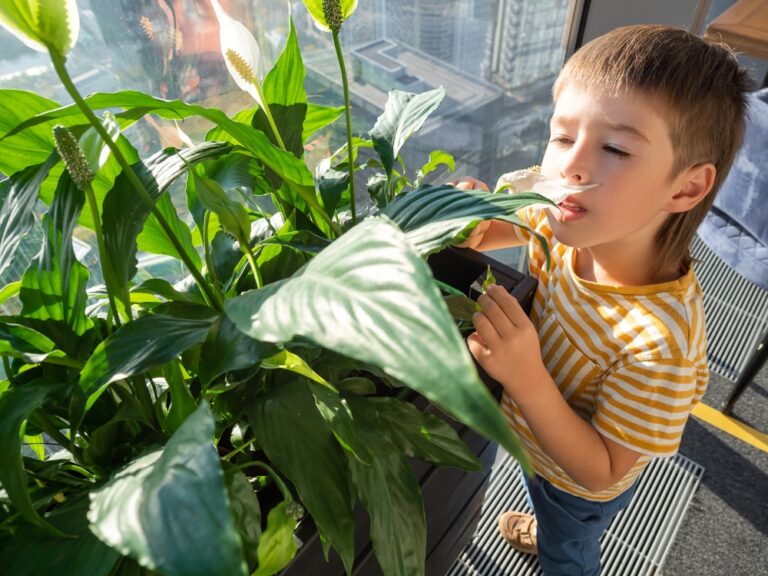 11 Popular Indoor Plants With Hidden Dangers