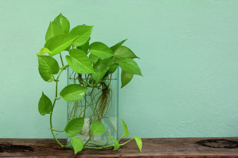 15 Drought Tolerant Houseplants That Forgive Missed Waterings