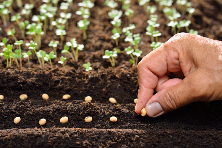 12 Quick-growing Veggies Perfect For Planting In September