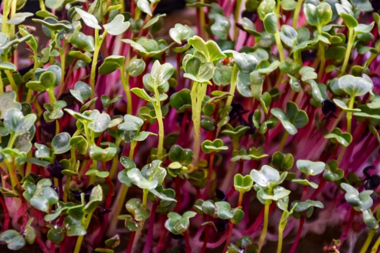 12 Cover Crops to Plant Now for Healthier Soil Later