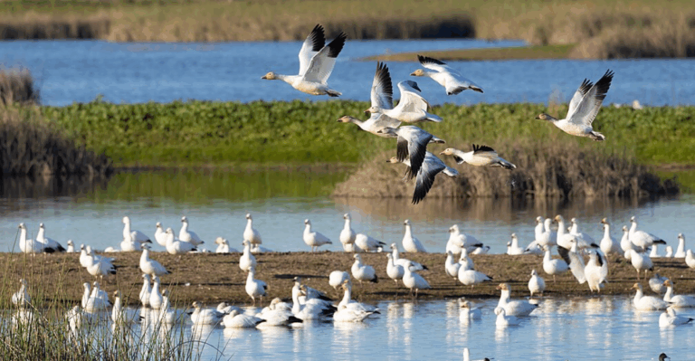 18 Rare Animal Migrations You Can Witness Around the World