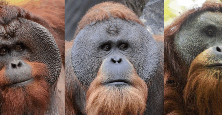 14 Rare Animals That Live in Just One Country