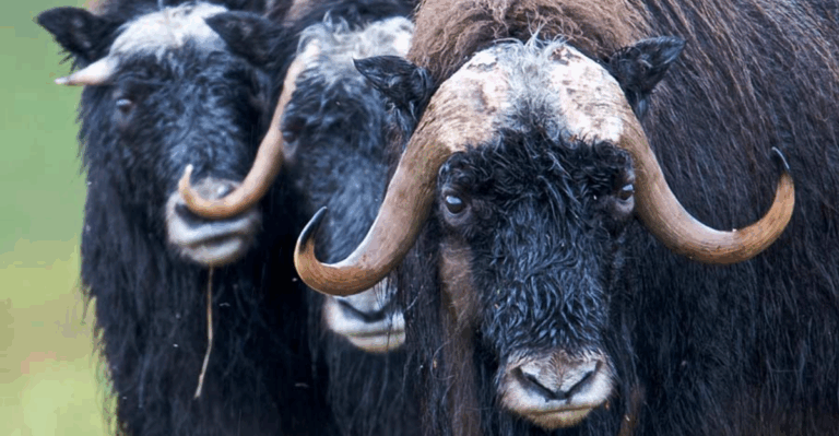 20 Rare Animals That Only Appear During Certain Seasons