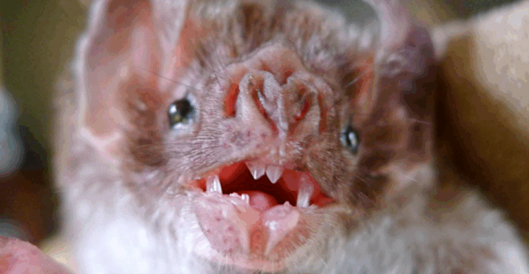 18 Rare Animals You Can Only See in Specific Parts of the World