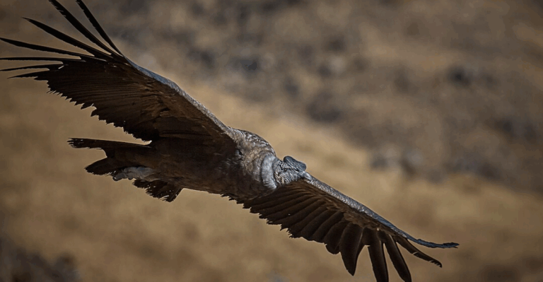 16 Rare Bird Species Every Traveler Should Spot Once in Their Lifetime