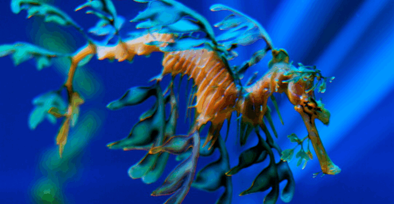 18 Rare Marine Creatures You’ll Find in Remote Destinations