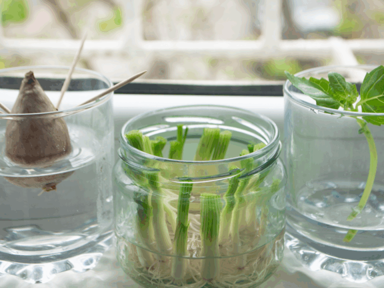 11 Easy Indoor Gardening Projects for the Start of the Year