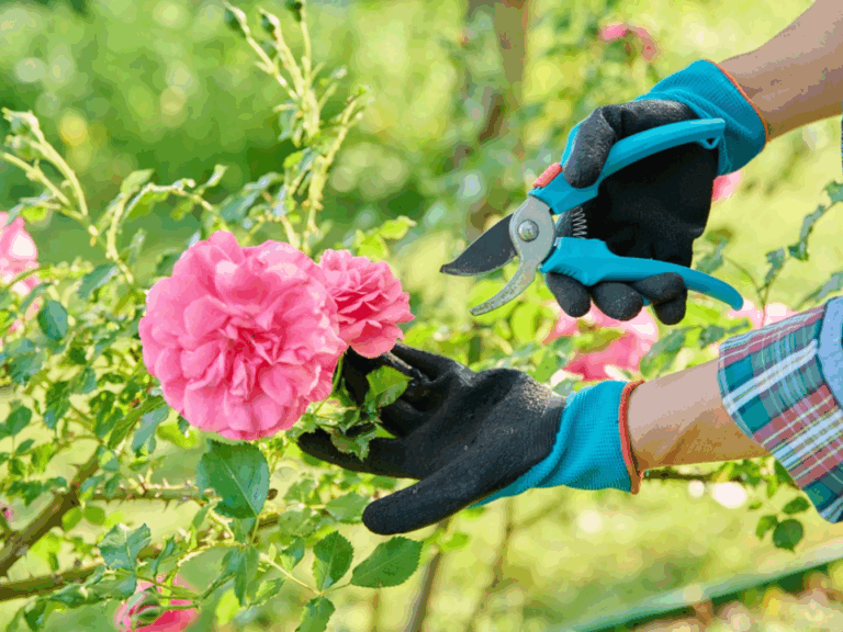 15 Pruning Jobs To Do In February For Better Blooms And More Fruit