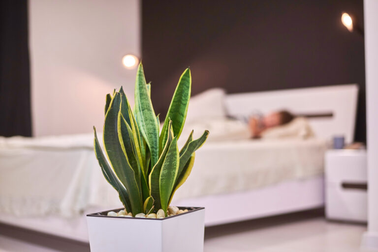 13 Plants That Promote Restful Sleep and Relaxation