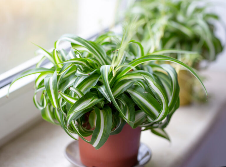 15 Pet Friendly Plants That Add Warmth on Cold Days