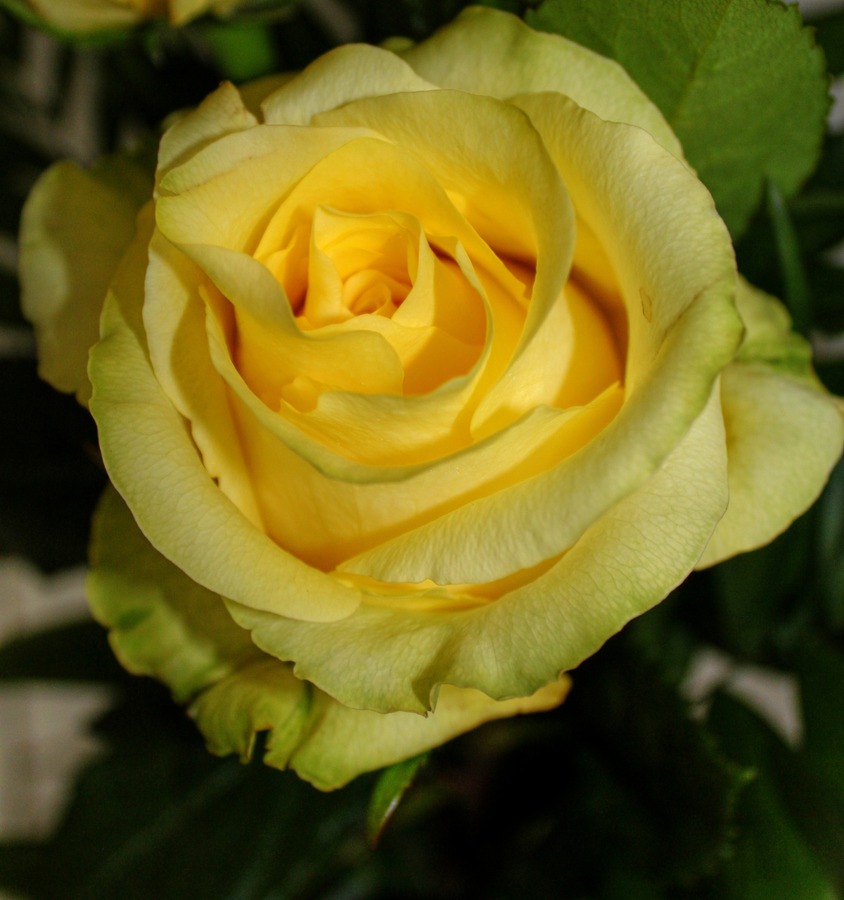 St. Patrick’s Rose