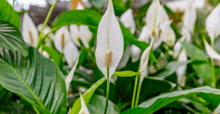 14 Gorgeous Peace Lily Varieties and How to Grow Them
