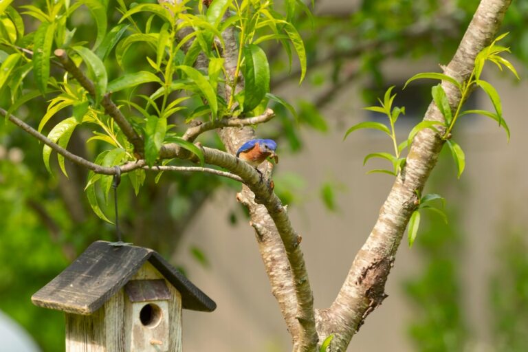 12 Beautiful Plants That Bring Bluebirds Flocking to Your Garden