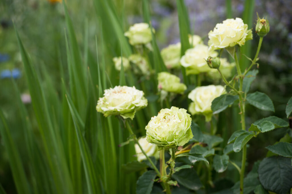 Super Green Rose