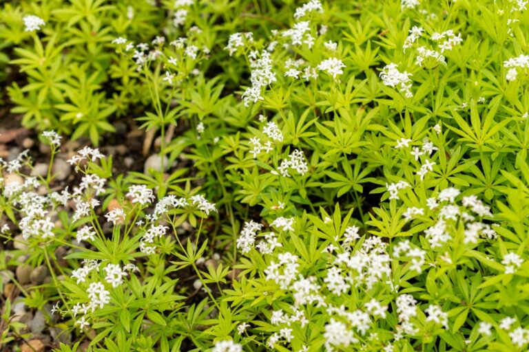 15 Low-Maintenance Ground Covers for March Gardens