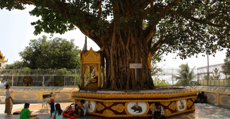 17 Trees with Spiritual Significance Across the Globe