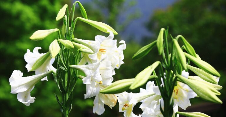 10 Stunning Trumpet Lilies and Tips for Growing Them