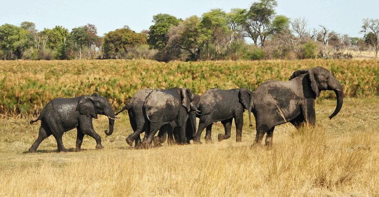 16 Unusual Wildlife Tours That Take You Off the Beaten Path