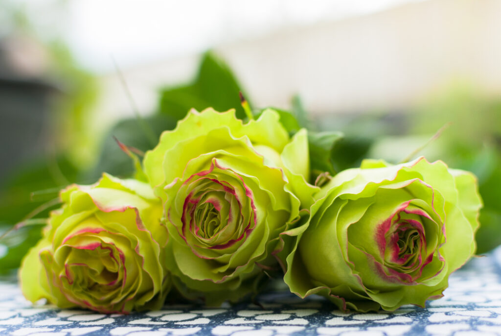 Wimbledon Rose