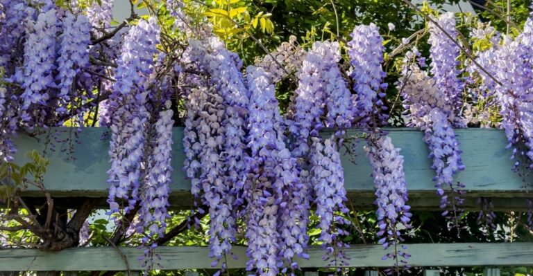 11 Perfect Plants for Fence Coverage and Natural Beauty
