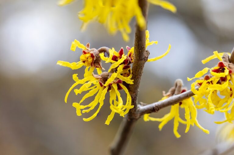 12 Shrubs That Bloom in Late Winter When Nothing Else Does