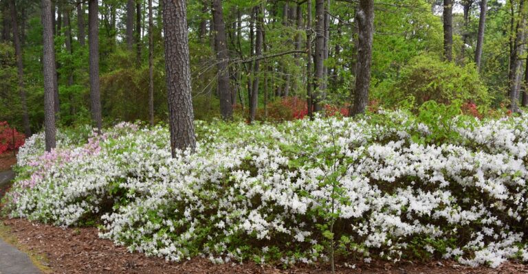 17 Beautiful Plants That Thrive Beneath Pine Trees