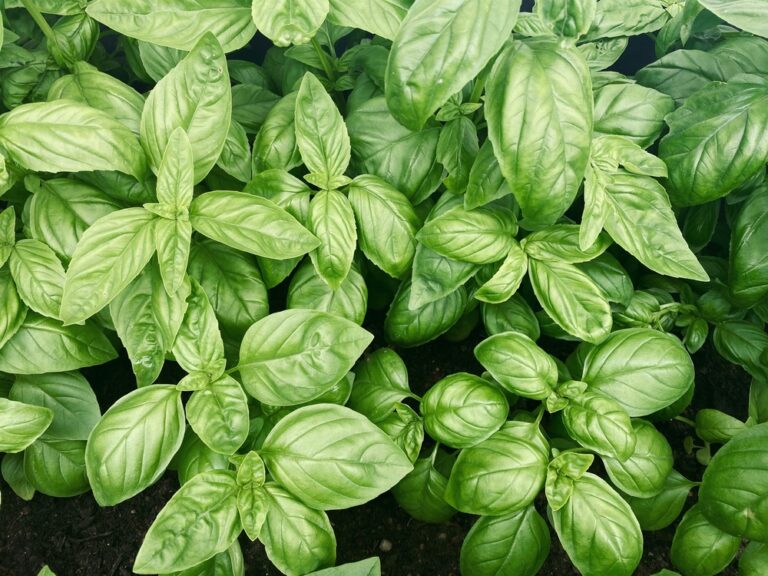 13 Beginner-Friendly Herbs to Plant This Spring