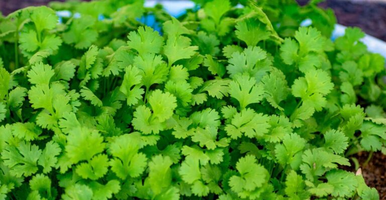 14 Popular Herbs That Just Don’t Thrive Indoors