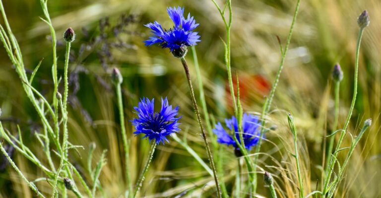 14 Flowers to Plant in September for Gorgeous Blooms Next Season