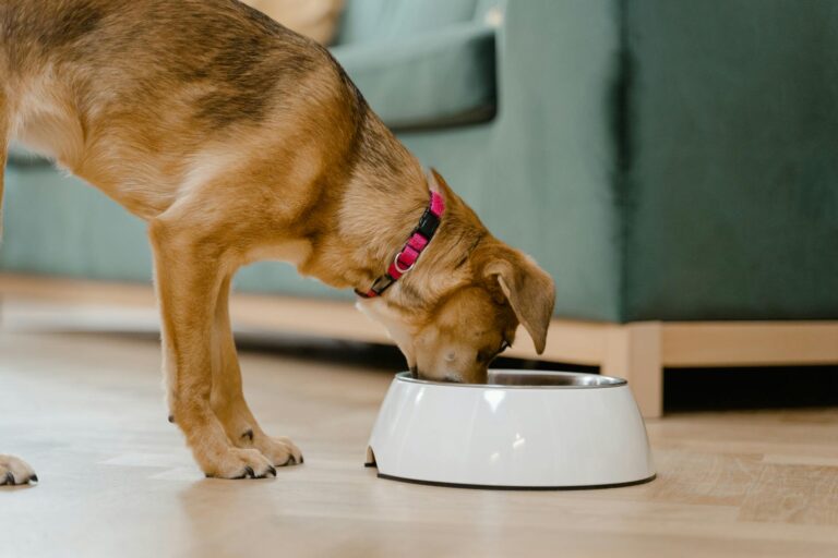 15 Inexpensive Pet Products Veterinarians Trust