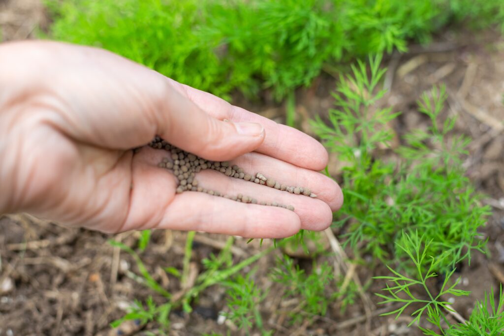 fertilize herbs