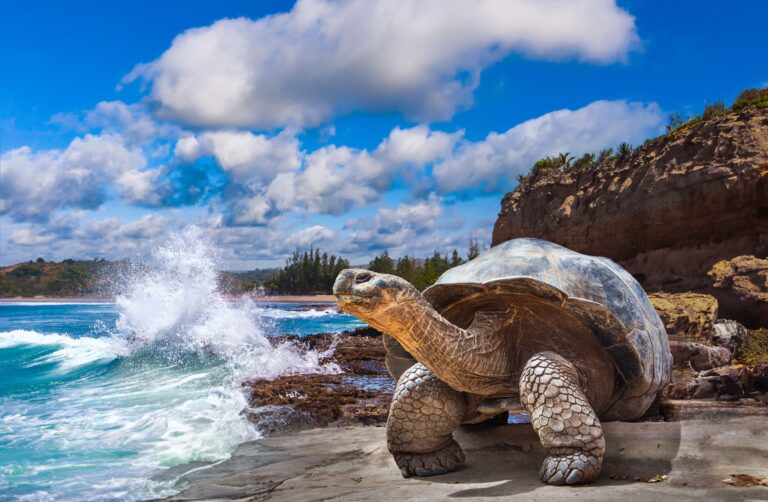 18 Incredible Animals Found Only on Islands Around the World