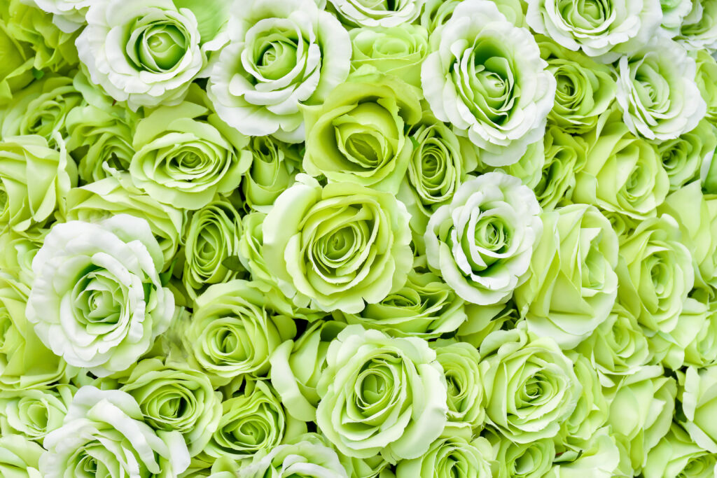 green romantica rose