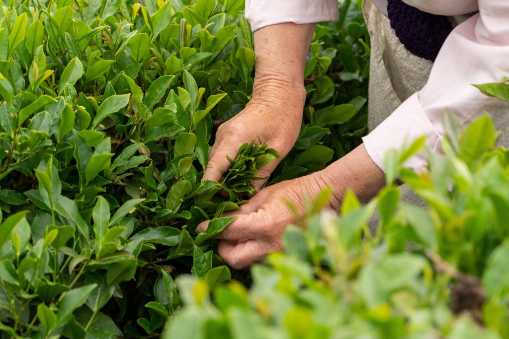 harvesting herbs