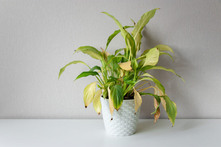 10 Warning Signs Your Plants Need Extra Sunlight