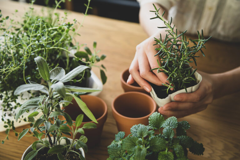 16 Easy Ways to Keep Grocery Store Herbs Thriving