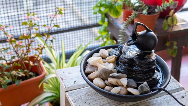 feng shui plants