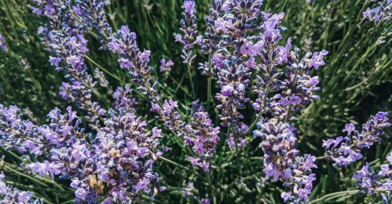 10 Ways to Tell If You’re Overwatering Your Lavender