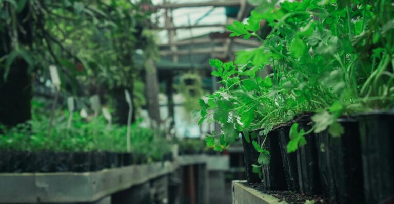 12 Simple Steps to Grow Parsley in Pots Like a Pro