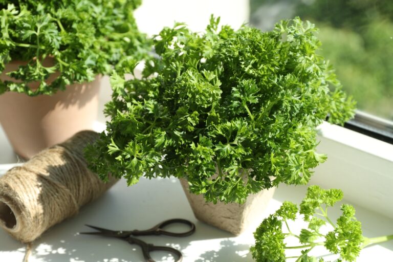 13 Best February Herbs To Grow On A Sunny Windowsill